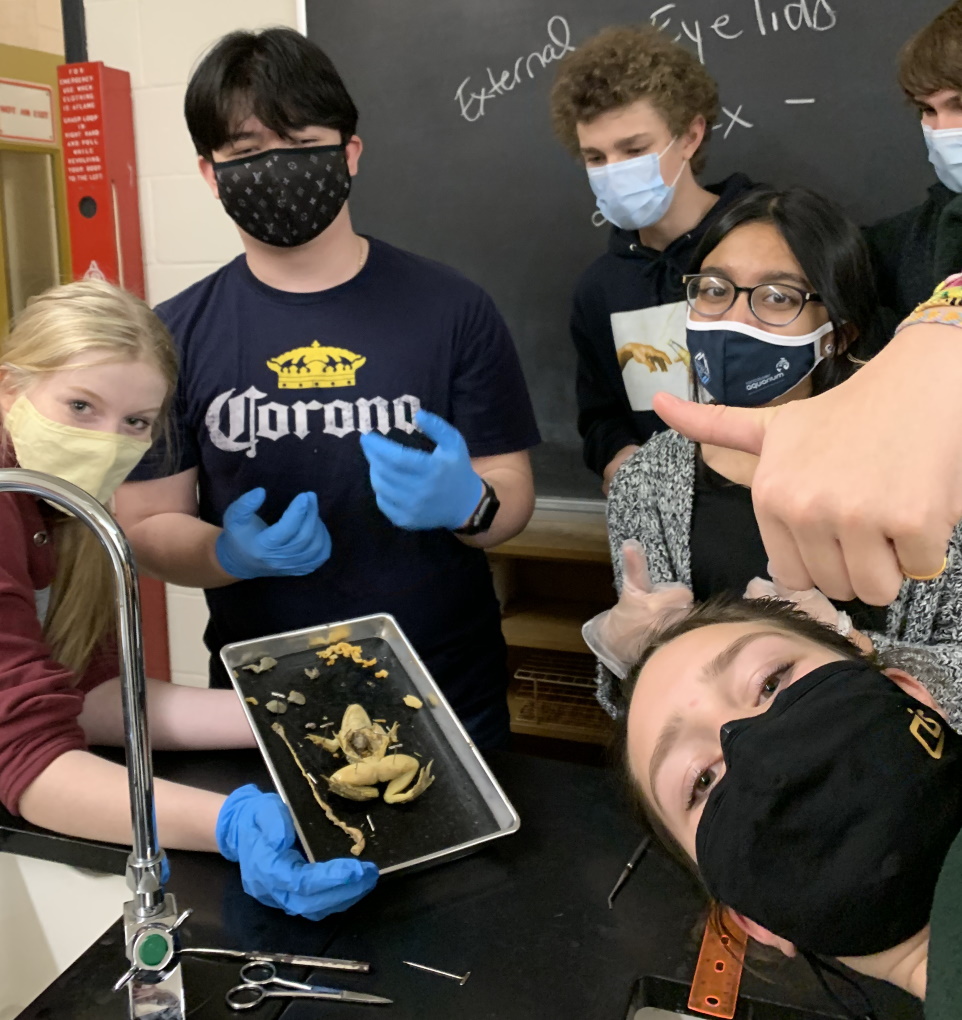 Dissecting a frog
